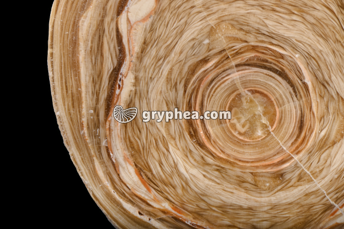 Stalactite CT - surface polie - détail - gryphea.org